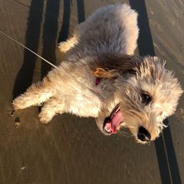 Goldendoodle Puppies from Idyllic Doodles