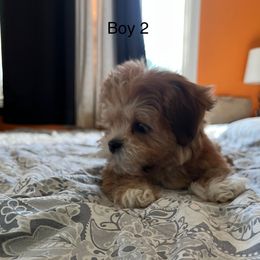 Boy 2 - Golden male Lhasa Apso puppy in Bethpage, New York from Tibetan Tails