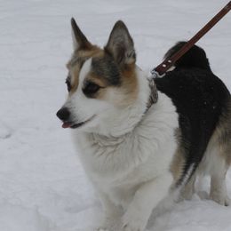 Beso - Pembroke Welsh Corgi