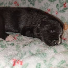 Molly - Black and white female Border Collie puppy in Watsontown, Pennsylvania from Kate Gresham