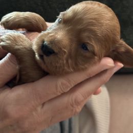 Goldendoodle Puppies from Miss Cindy’s Doodles