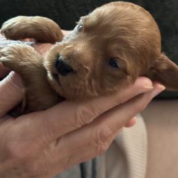 Goldendoodle Puppies from Miss Cindy’s Doodles