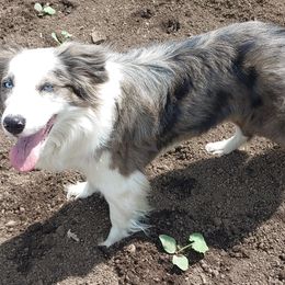 Pearl - Border Collie