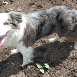 Pearl - Border Collie