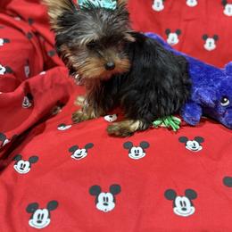 Yorkshire Terrier Puppies from Rosann Serna
