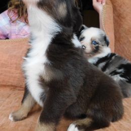 Australian Shepherd Puppies from Wagon Wheel Aussies