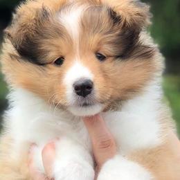 Shetland Sheepdog Puppies from Royal Tea Shelties