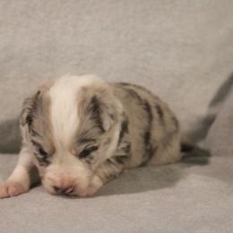 Moonracer - White and red merle female Border Collie puppy in Crawfordsville, Indiana from Rescued Dreams Border Collies
