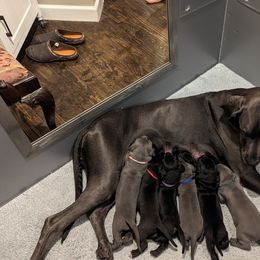 Great Dane Puppies from Gentle Giant Danes, LLC