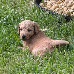 24k- Gold Collar - Red  male Goldendoodle puppy in Cape Coral, Florida from GoldenDoodles Cape Coral