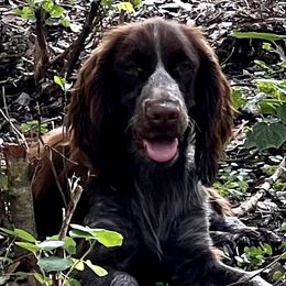 Dolly - English Springer Spaniel