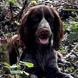 Dolly - English Springer Spaniel