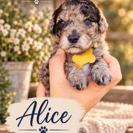 Alice - Merle female Whoodle puppy in Knoxville, Tennessee from Fleury Farm Doodles TN