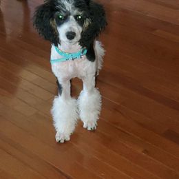 Bella - Poodle