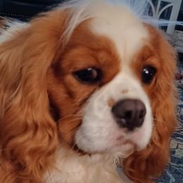 Layla - Cavalier King Charles Spaniel