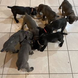 Boerboel and Cane Corso Puppies from DeCola’s Mastiff Paws
