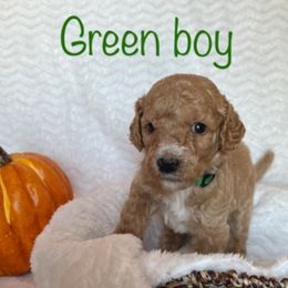 Goldendoodle Puppies from Jaymie's Doodles