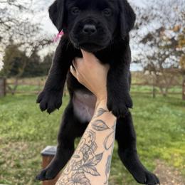 Pink - Black female Labrador Retriever puppy in Escalon, California from Hansen Retrievers