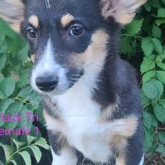 American Corgis and Pembroke Welsh Corgis from Bodacious Blues Kennels (American and Pembroke Welsh Corgis)