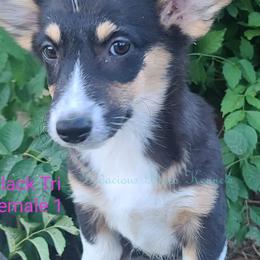 American Corgis and Pembroke Welsh Corgis from Bodacious Blues Kennels (American and Pembroke Welsh Corgis)