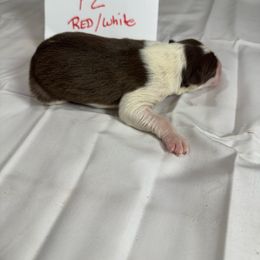 F2 - White and red female Border Collie puppy in Meridian, Mississippi from Border Hollow Border Collies