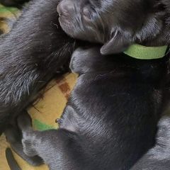 Flat-Coated Retriever Puppies from Midnight Oaks