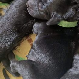 Flat-Coated Retriever Puppies from Midnight Oaks