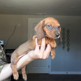 Mia - Red female Dachshund puppy in Modesto, California from Raws Doxies