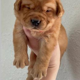 Strawberry Shortcake - Yellow female Labrador Retriever puppy in Morriston, Florida from Penny Lane Labradors