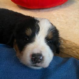 Shona - Tri-color female Bernese Mountain Dog puppy in Rural Retreat, Virginia from Bernese Bunker