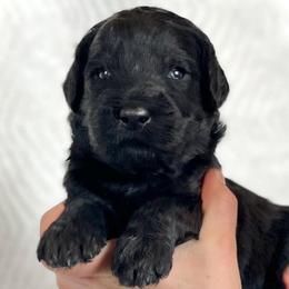 Hemlock - Black male Assorted Doodle Crosses puppy in Kansas City, Missouri from Beary GoldenDoodles