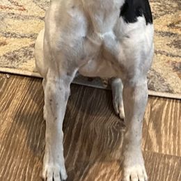 June - Rat Terrier