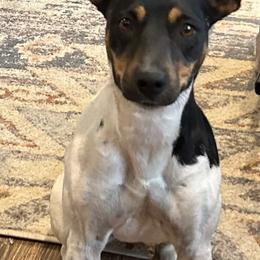 June - Rat Terrier
