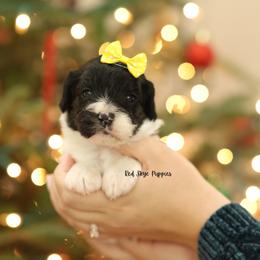 Ginger (Yellow Collar Girl) - Black and white female Cavapoo puppy in Republic, Missouri from Red Skye Puppies