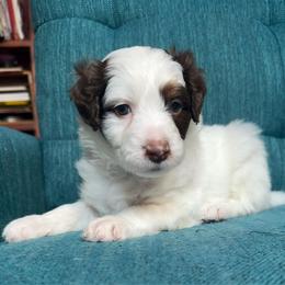 Romance (white) - Red tri-color male Aussiedoodle puppy in Watertown, Wisconsin from Little Bear Paws Aussiedoodles