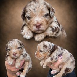 Boy 2, Wrigley - Merle male Bernedoodle puppy in Delphos, Ohio from Route 66 Poodles & Doodles, Sapphire Shih-tzu's of Ohio