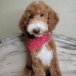 Payback (Brown Collar) - Apricot male Goldendoodle puppy in Scurry, Texas from 07 Seven Oaks Goldens and Doodles