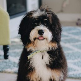 Scout - Bernedoodle