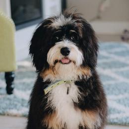 Scout - Bernedoodle