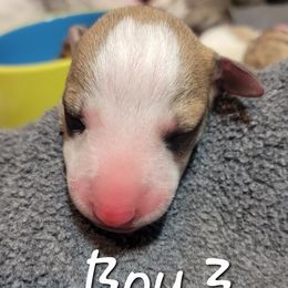Jovi - White and red Whippet puppy in Duluth, Minnesota from Swift Whippets
