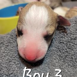Jovi - White and red Whippet puppy in Duluth, Minnesota from Swift Whippets