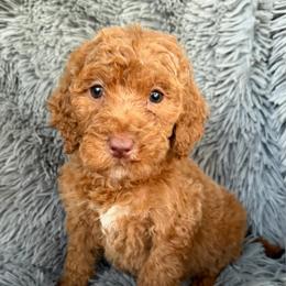 Daisy - Red female Labradoodle puppy in English, Indiana from Doodle Darlings