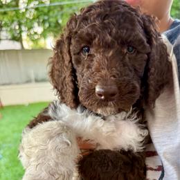 Parti brown - Parti female Labradoodle puppy in Chula Vista, California from Coastal Cocoa Labradoodle