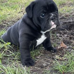 Bulldog and German Shorthaired Pointer Puppies from LyonHeart