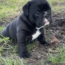 Bulldog and German Shorthaired Pointer Puppies from LyonHeart