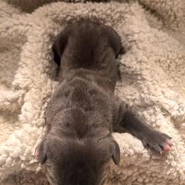 Boy 1 - Gray male Cane Corso puppy in Mansfield, Texas from Majestic Pride Cane Corso LLC