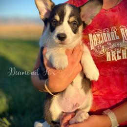 Atlas - Black and tan male Pembroke Welsh Corgi puppy in Weston, Idaho from Diamond Fox Corgis