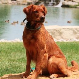 Golden Retrievers from SureFire Golden’s