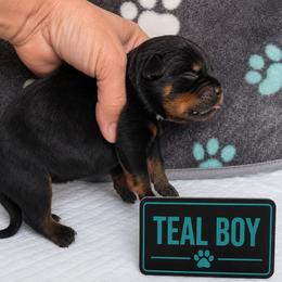 Teal boy - Black and mahogany male Rottweiler puppy in Lake City, Florida from Haus Der Wut Kennels