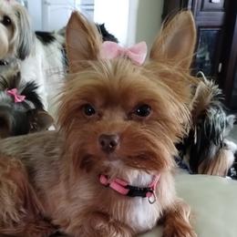 Yorkshire Terriers from Barb's Luvayorkie